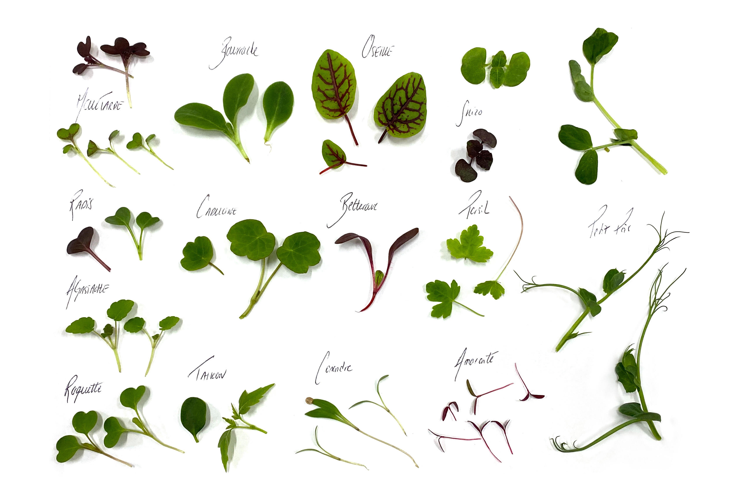 illustration de plusieurs plantes comestibles contenus dans les coffrets